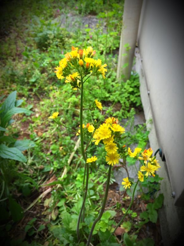 rblog-20160426005907-05.jpg
