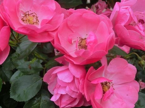 薔薇二種類の景色 家の中から外から 足元はエリゲロン 静かな時が流れる 風の庭 楽天ブログ