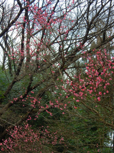 DSCN0040b20160131.jpg
