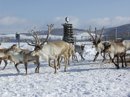 トナカイ.JPG