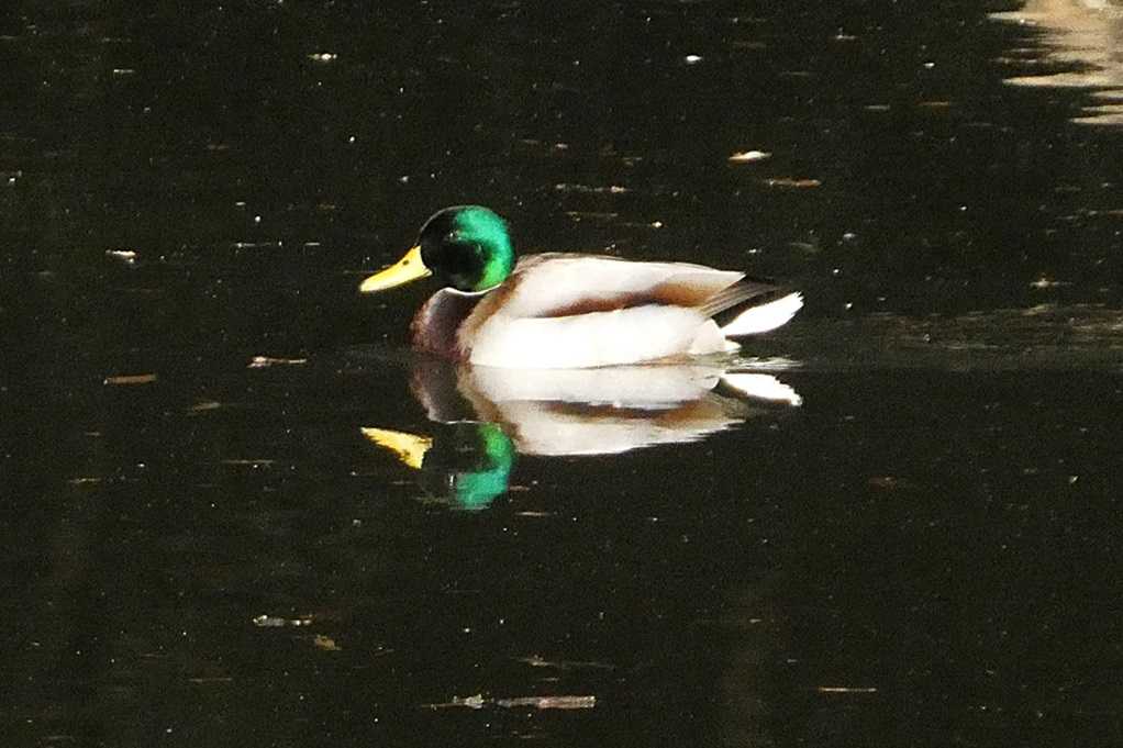 515