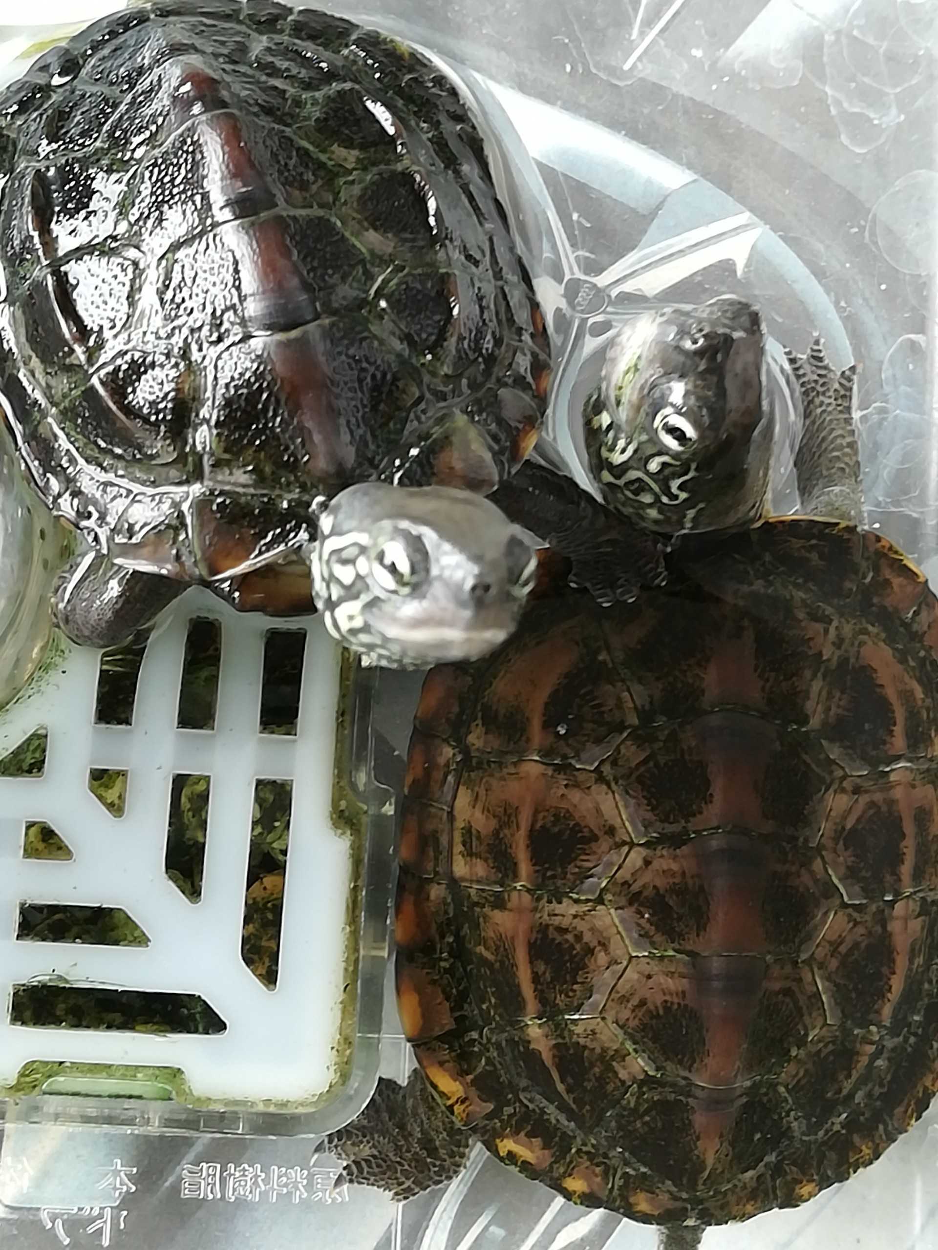 亀さん おつかれさん 亀 亀な毎日 楽天ブログ