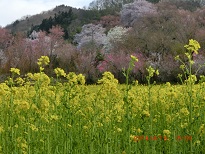 花見山四.jpg