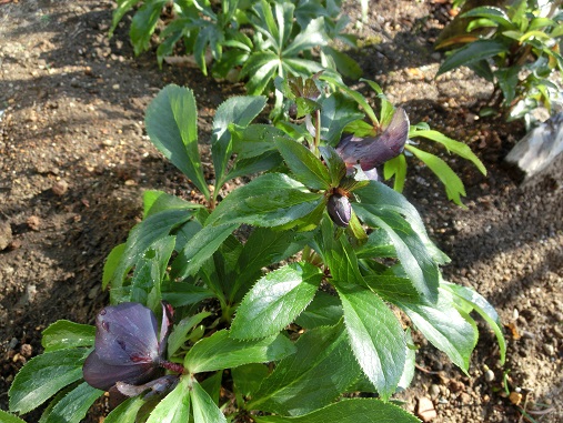 クリスマスローズ