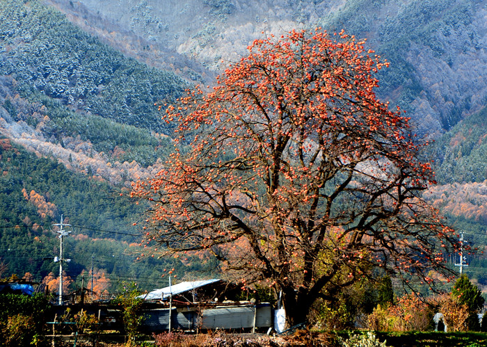 柿の木のある風景 その２ フォト安次郎 安らぎの風景 楽天ブログ