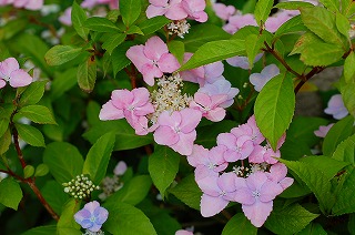 可愛い額紫陽花と見せかけて