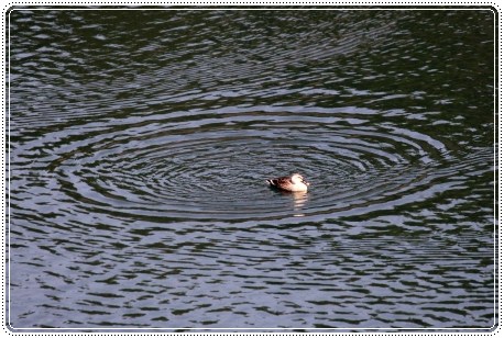 森林公園-15 カルガモ-1 13.3.24