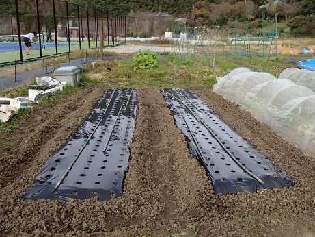 赤タマネギを植え付けよう 葉山農園 12月中旬 暇人主婦の家庭菜園 楽天ブログ