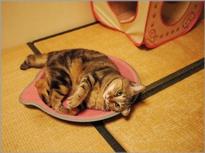 可愛いアタシにぴったり♪