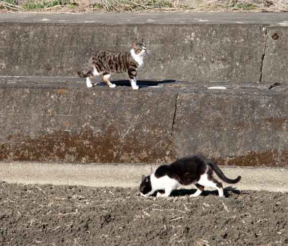 我が家のニャンコ♪2013/2/11-2