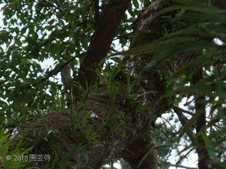 フウラン 自生地 | 園芸侍の「なんでも植物栽培記」 - 楽天ブログ