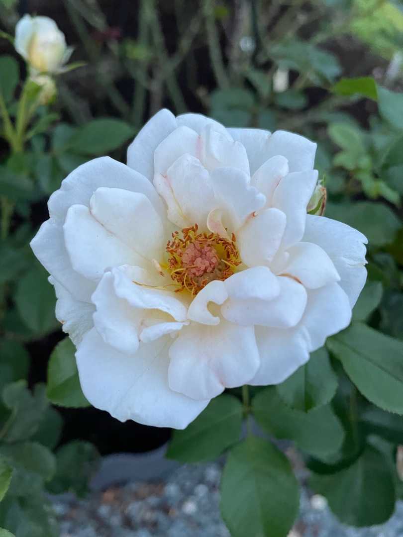 ケルビーノ 夏剪定前の下準備 ばらと猫とフラメンコ 楽天ブログ