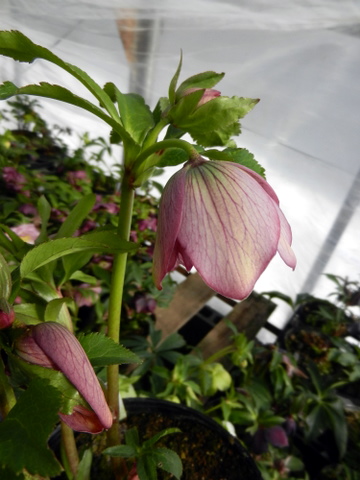 DSCN0673.JPG