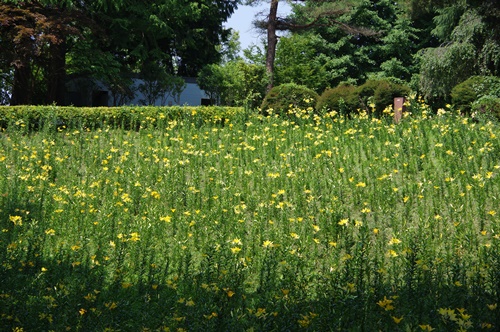 ところざわのゆり園