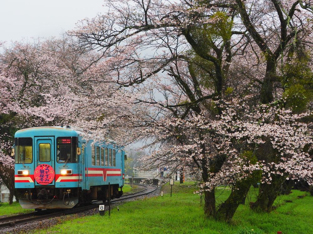 樽見鉄道の桜 喉元過ぎれば 楽天ブログ