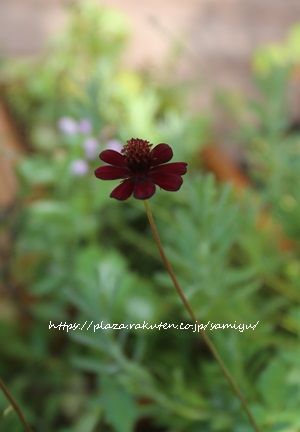 ランタナとチョコレートコスモス 花のあるくらし 楽天ブログ