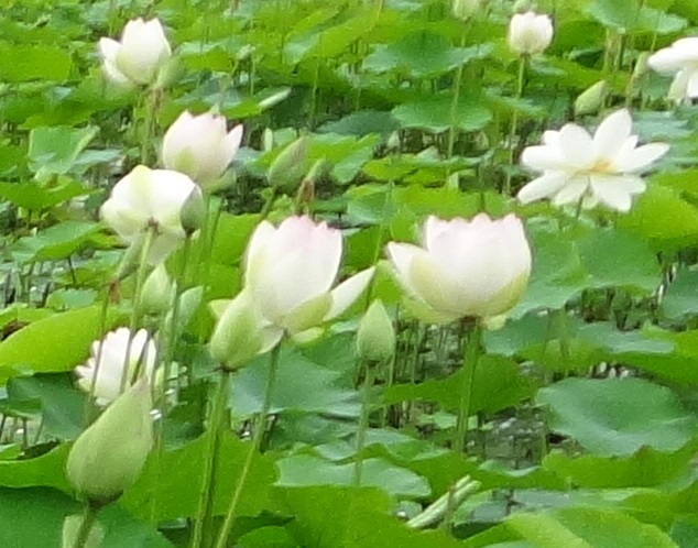 DSC02402.jpg蓮の花.jpg
