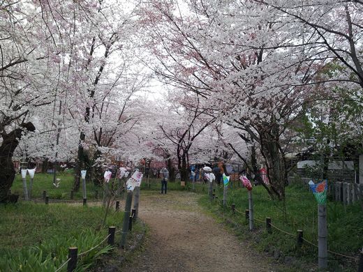 20130402_133608　平野神社