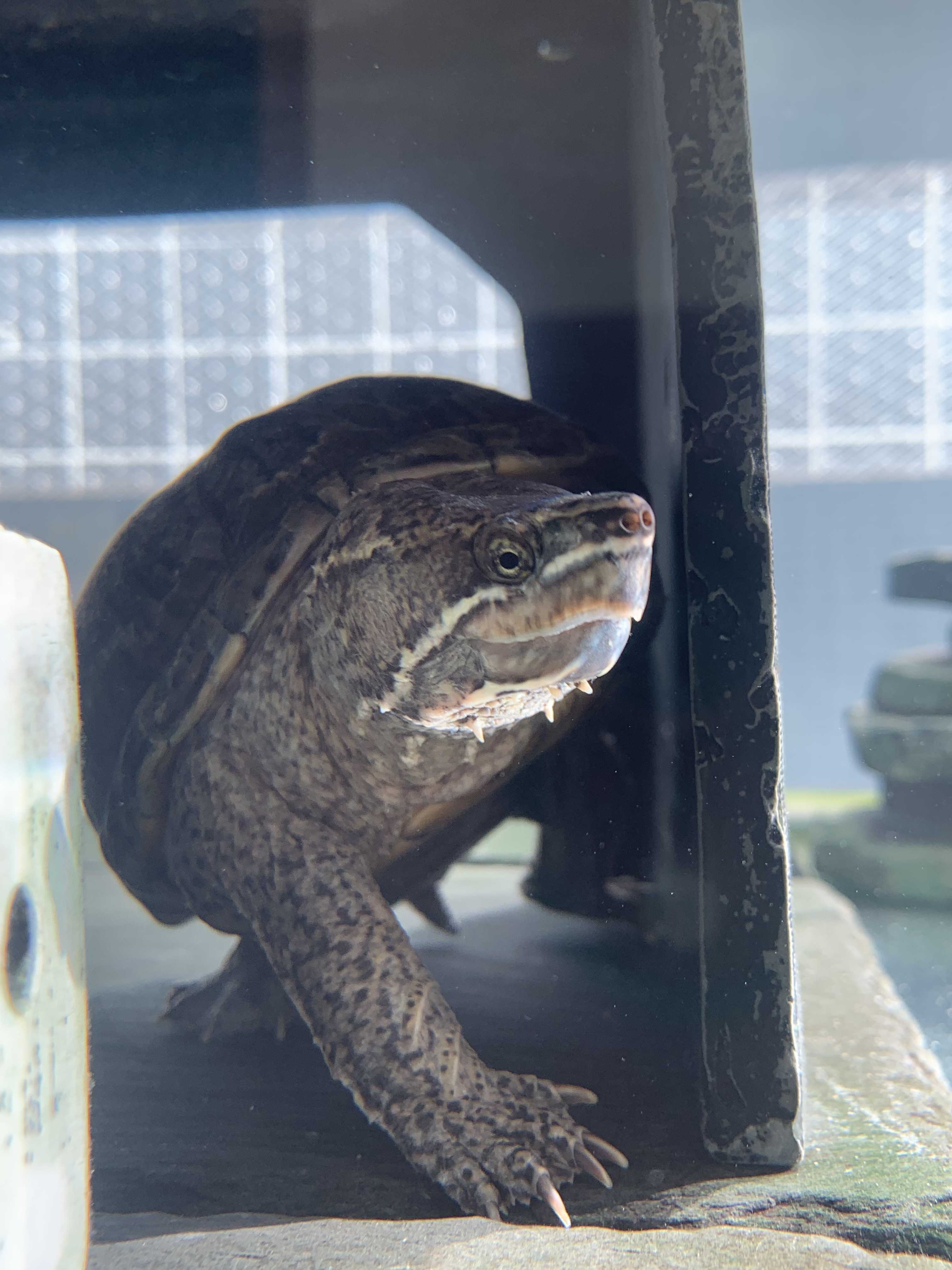 新着記事一覧 ミシシッピニオイガメのいる毎日 楽天ブログ