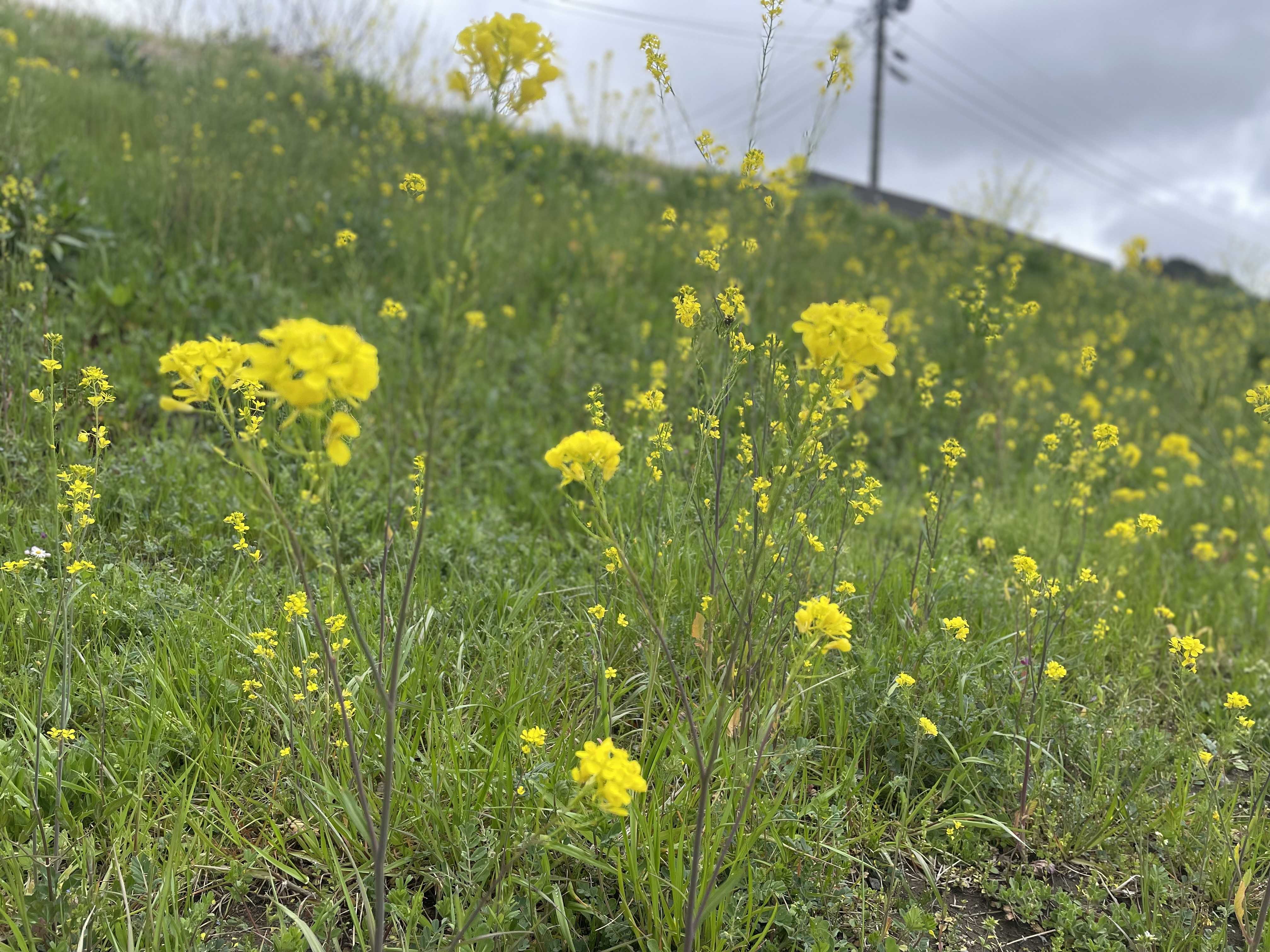 にけぴん＊趣味について。