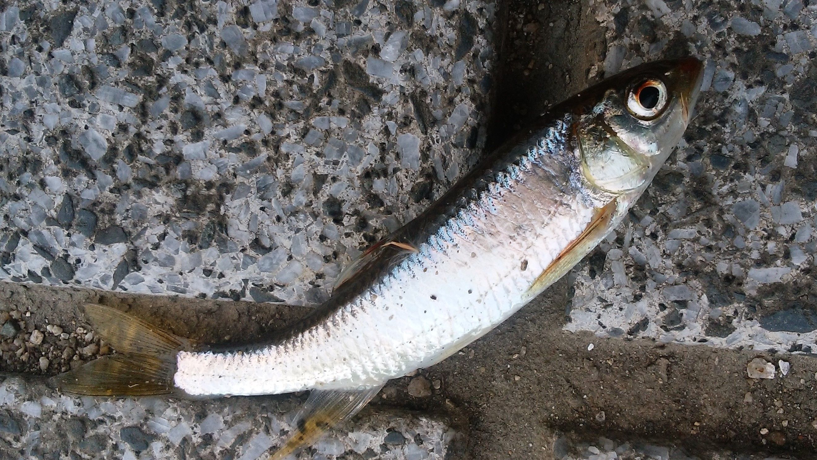 ２０２０年 初釣り 釣り釣りgogo 楽天ブログ