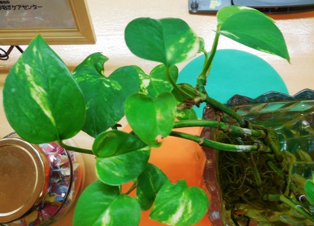 ポトスの水栽培 花と蕎麦とリハビリと 楽天ブログ