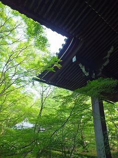 京都の新緑１