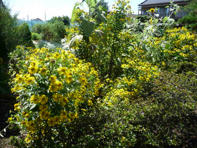 670 団子菊