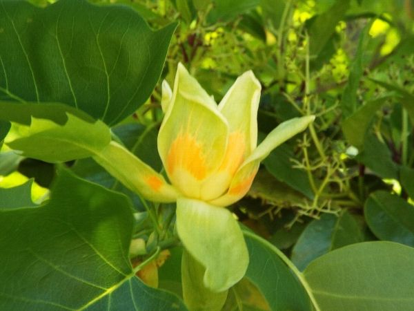 都市緑化植物園で 百合の木 の花が見頃 晴れ晴れ日記 デジブラ彩時季 花散歩日記 楽天ブログ