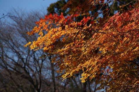 DSC07654.JPG