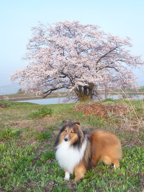 P1000317 - コピー.JPG