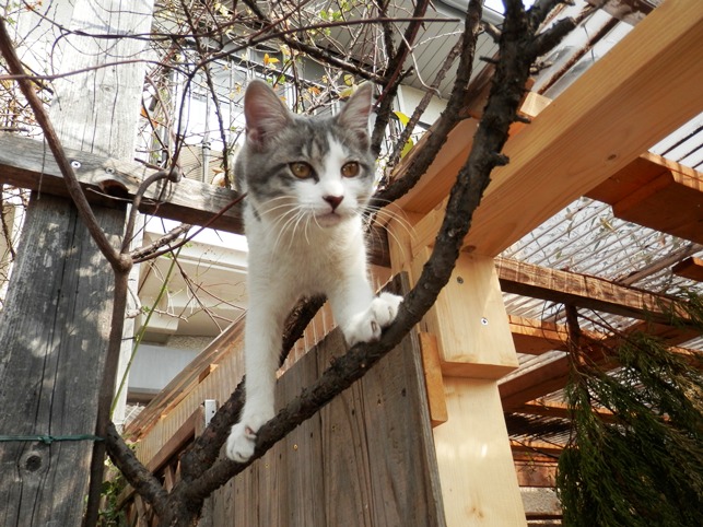 P3100005はな.jpg