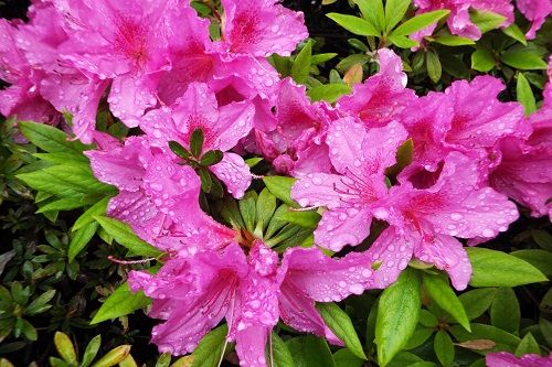 ヒラドツツジ 平戸躑躅 とサツキ 皐月 が開花 気ままな生活 楽天ブログ