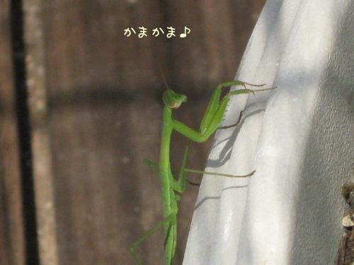 暑い５カマキリ.jpg