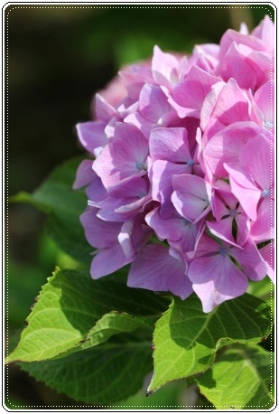 大乗寺丘陵公園-15 フラミンゴ-1 13.6.22