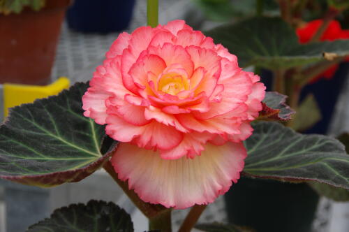 神代植物公園のベゴニア