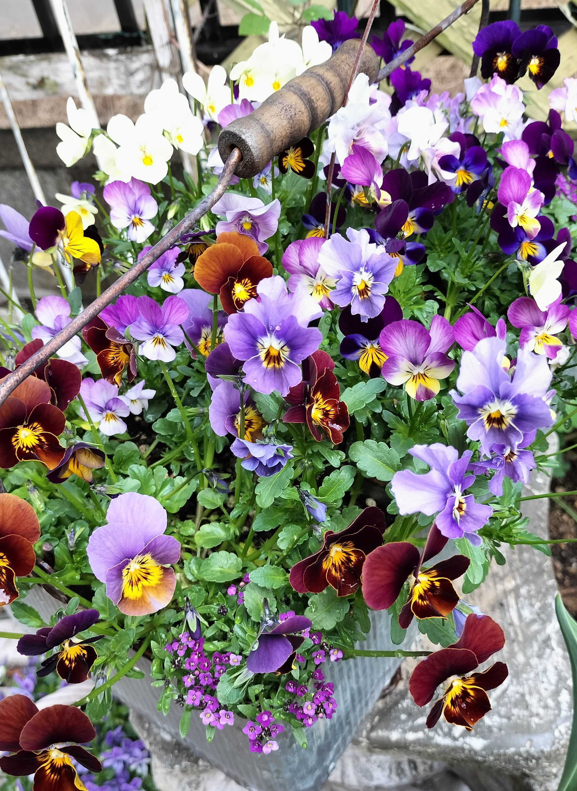 小さな苗から開花までを楽しむ | たねをまく日々 - 楽天ブログ