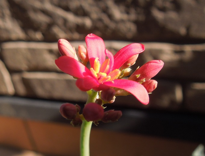 錦さんご5-22ｰ2