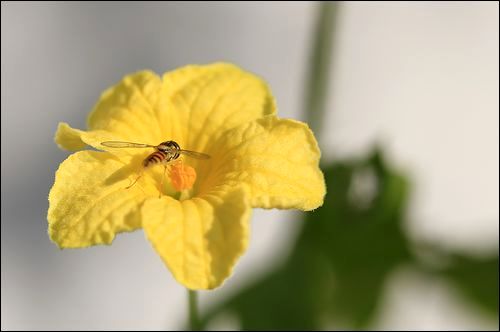 ゴーヤの花161015