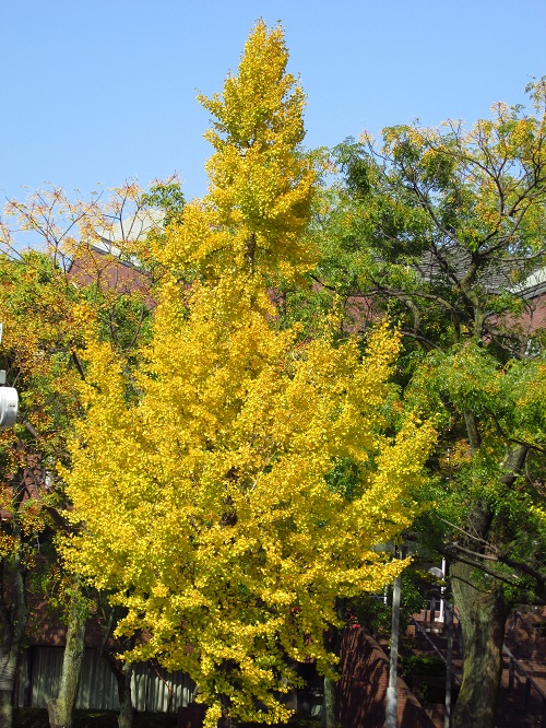 イチョウの紅葉。