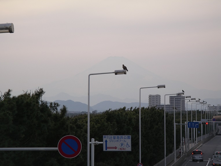 鵠沼海岸へ向かう道の途中