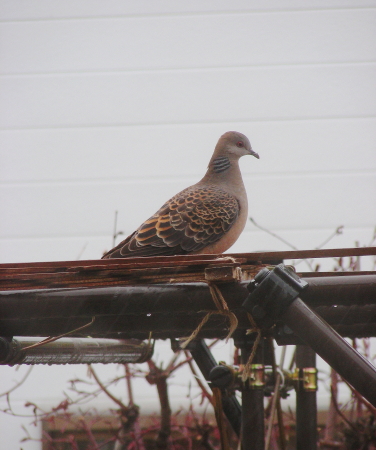 2017-05-08bard (3).JPG