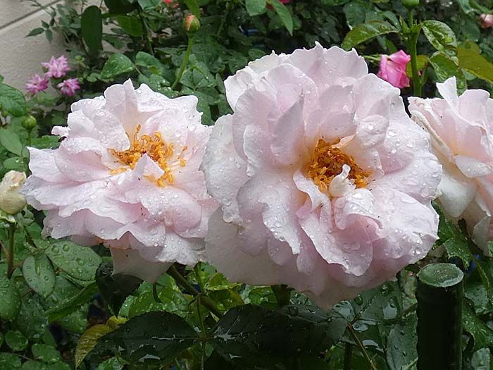 バラの二番花 グラハムトーマス 実生苗 スヴェニールドゥラマルメゾン 期待できる返り咲きバラの蕾 バラの美と香りを求めて 楽天ブログ