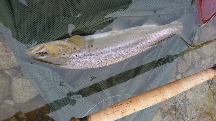 中禅寺湖釣行 四十の手習い フライフィッシング修行中 楽天ブログ