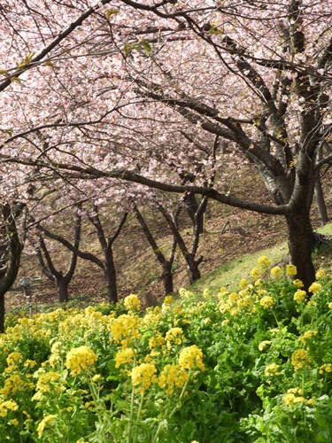 まつだ桜まつり