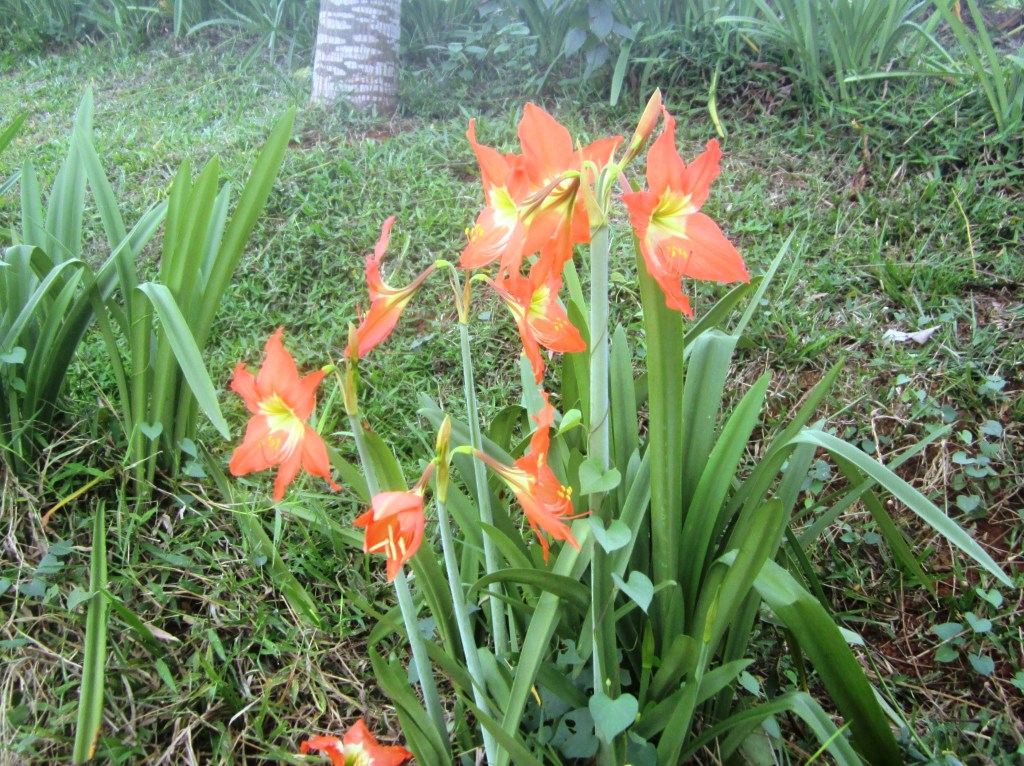 IMG_0862.JPG