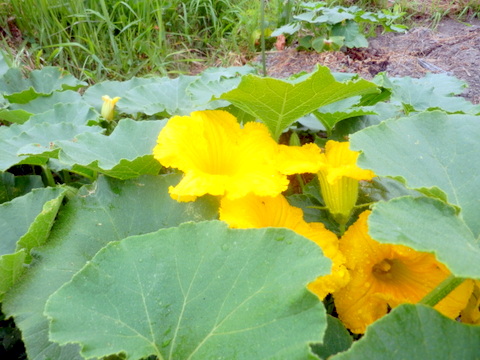 カボチャの雄花