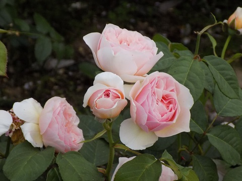DSCN3630.JPG