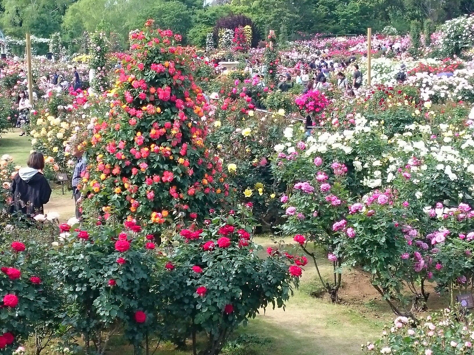 見渡す限りバラだらけ 京成バラ園 凄すぎる 山への情熱 音楽への愛 楽天ブログ