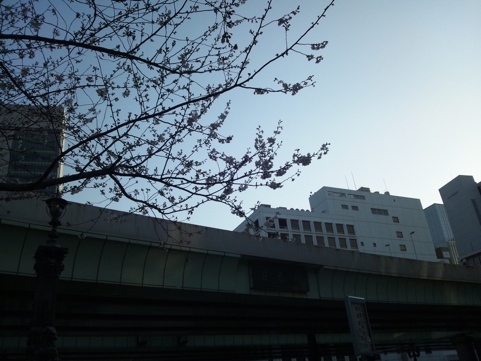 2014.03.28日本橋て?桜1.jpg